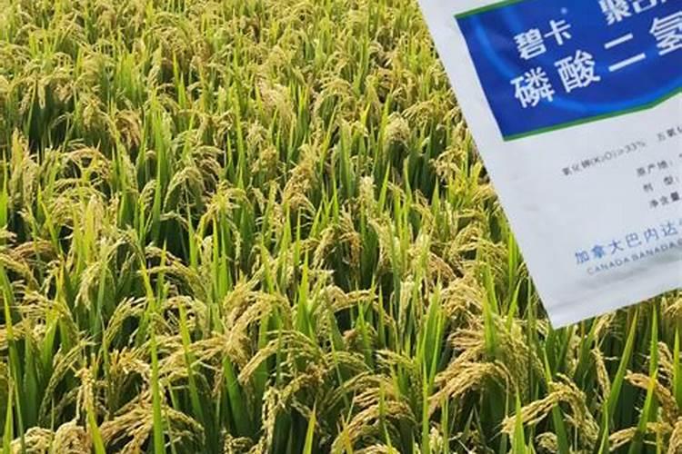 红薯如何施肥、施好肥,才能提高红薯的产量？