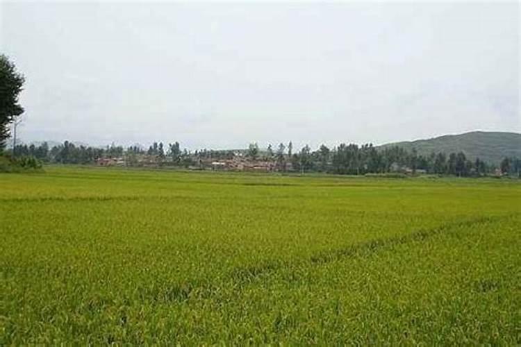 芝麻饼肥含哪些养分,芝麻饼肥适合什么花