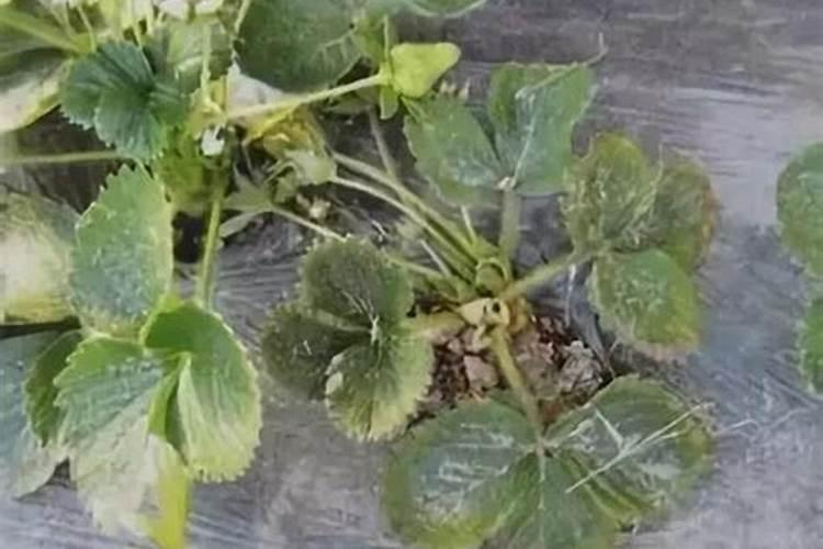 有哪些零添加的食盐推荐？