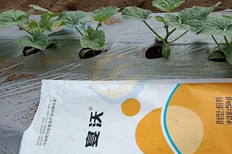 海南哈密瓜一般几月份用膨果肥？