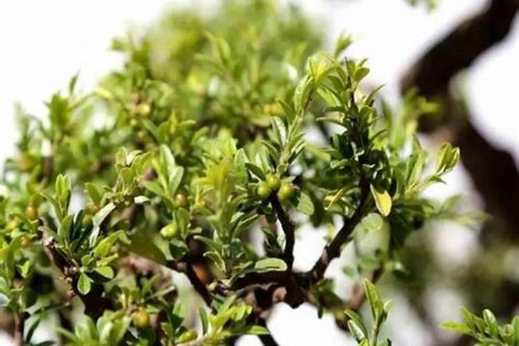大量元素水溶肥的作用与功效