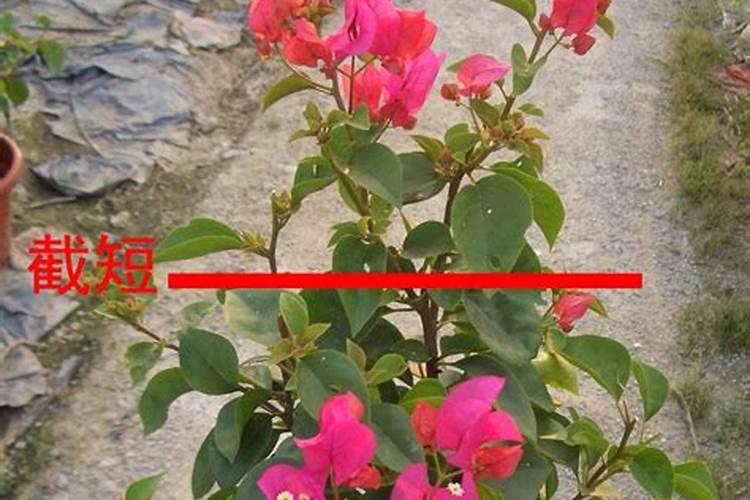 苹果用什么水溶肥好