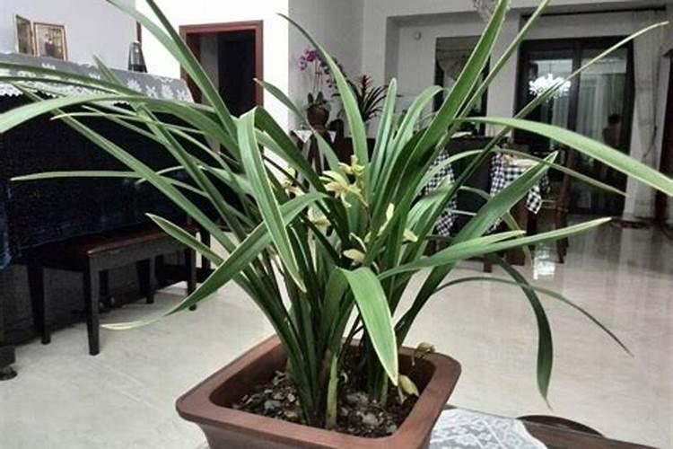 兰花施什么肥容易开花