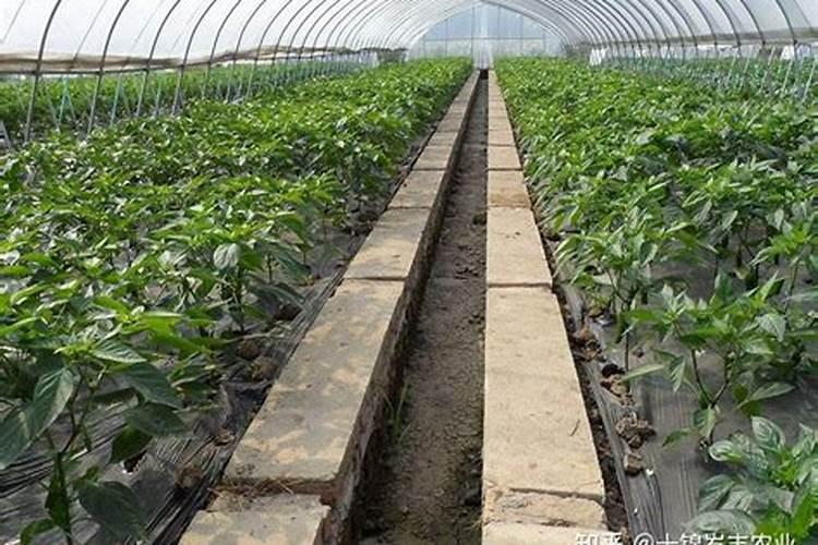 花卉叶面肥多久喷一次比较好 叶面肥打多了有害吗