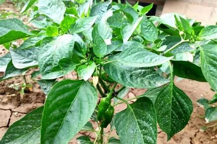黄花菜叶斑病危害叶面,黄花菜叶斑病该怎么防治？