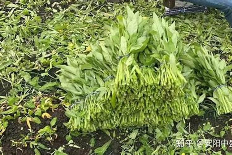 棉花每个生长周期的施肥方案 施肥用一铵还是用二铵