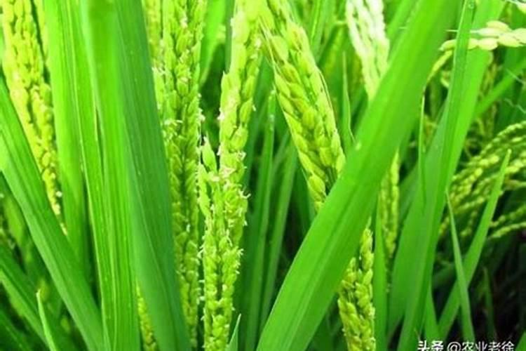 水稻什么时间施肥最好