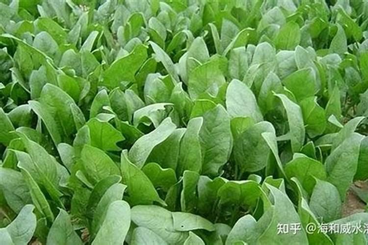 种菠菜什么肥料不能施