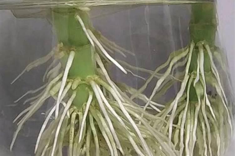 利用芸苔素喷番茄幼果的浓度为多少