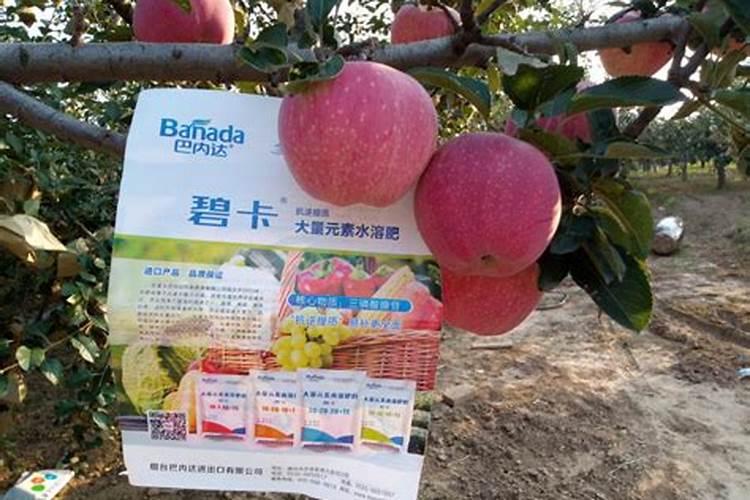 一般番茄要施什么肥,多少天施一次肥