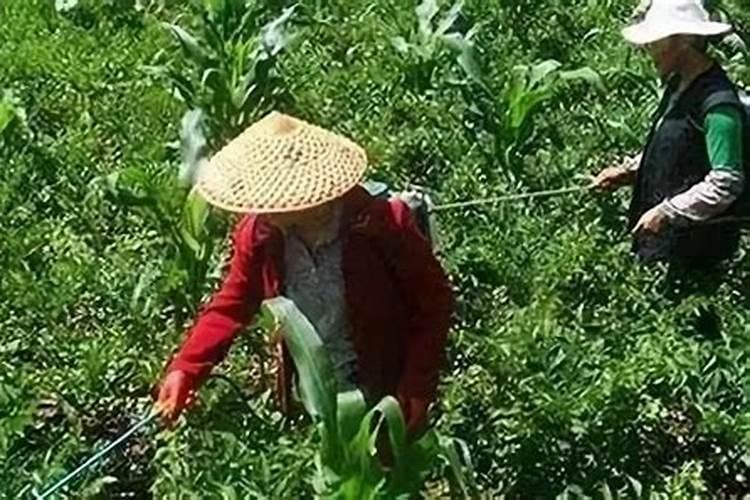 经常看到老人种辣椒时对辣椒喷醋,对辣椒喷醋真的能高产吗？