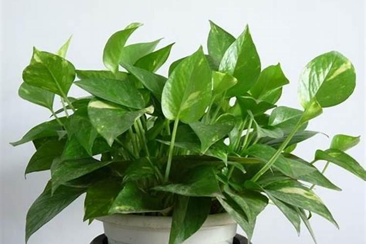 植物不能直接利用大气中大量存在的氮气