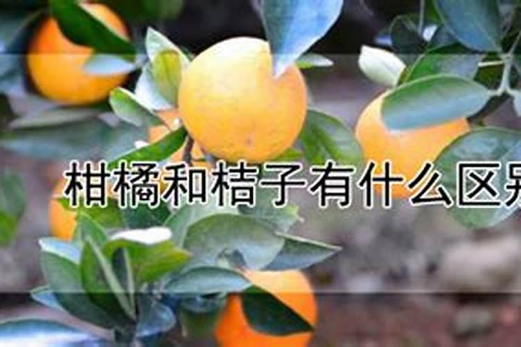 桃树缺磷的症状是什么