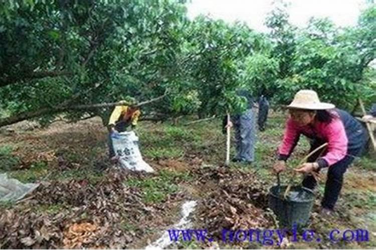 龙眼开花后怎么养 龙眼开花后如何养殖