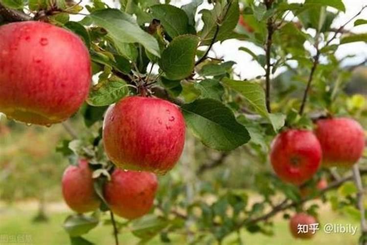 栀子花花苞期怎么施肥,栀子花花苞期怎么施肥呢