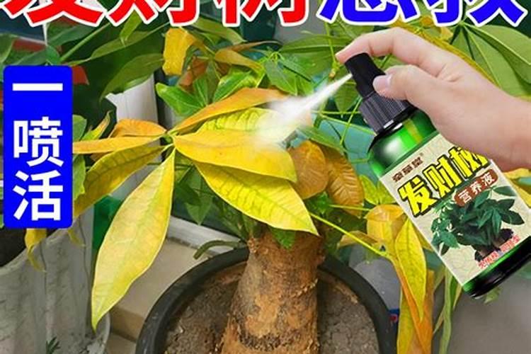 发财树施肥方法