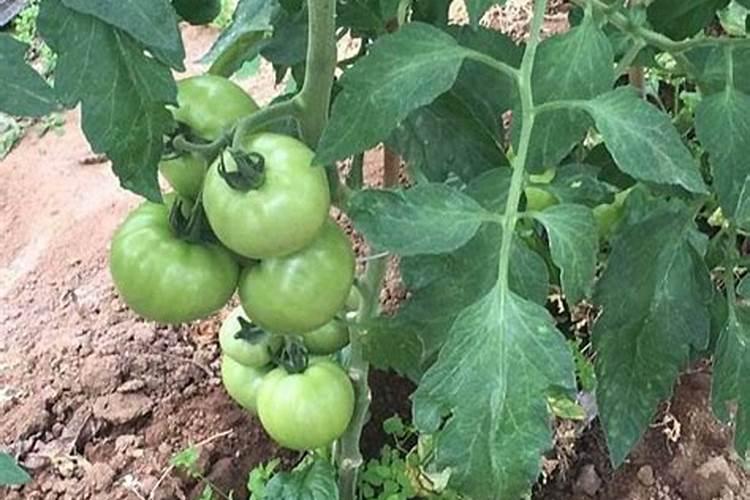 大棚西红柿定植后什么时候开始喷叶面肥？