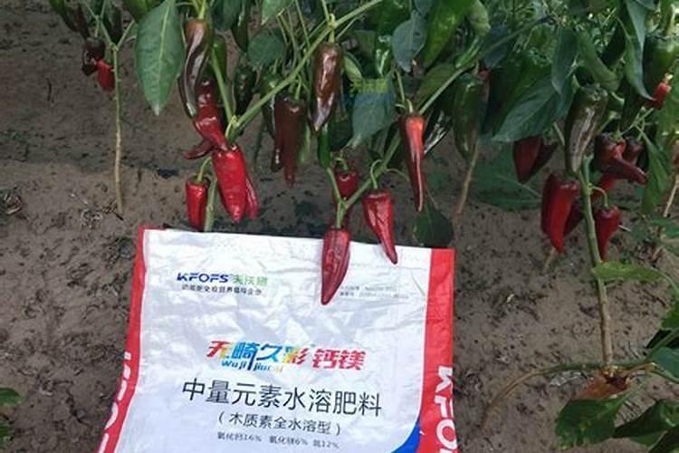 辣椒什么时候补钙最好