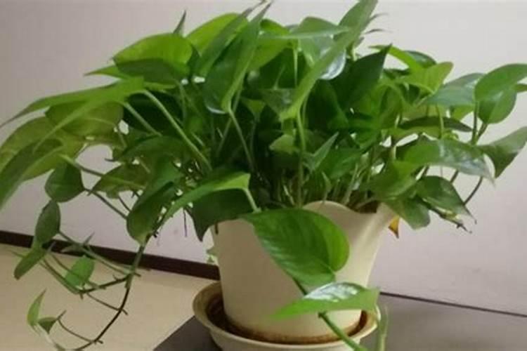 绿萝施氮肥量是多少克