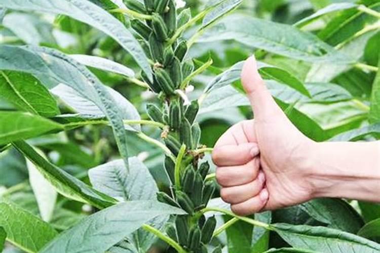 蚯蚓粪多少钱一吨