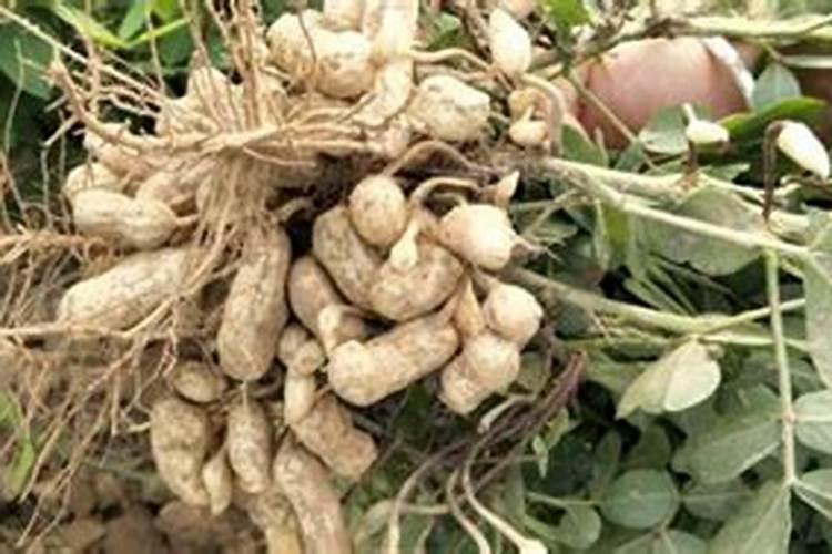 花生什么时候打钙肥？