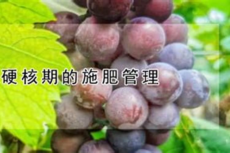 水稻每亩用肥量是多少