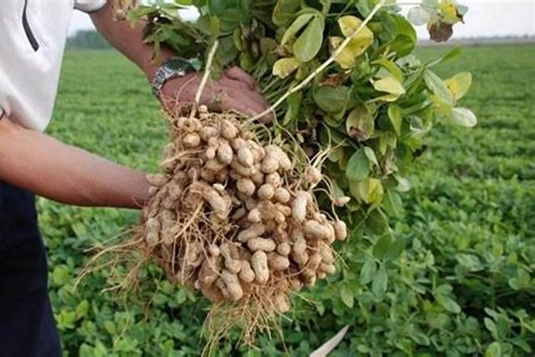 我想请问一下氮肥、磷肥(磷酸二铵)、钾肥(氯化钾)的价格分别是多少
