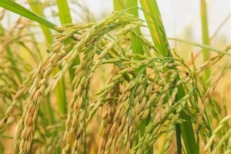 甘蔗什么时候施肥 甘蔗哪时候施肥比较好