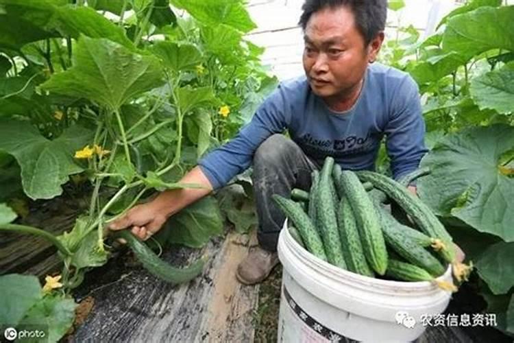 油菜施肥时间及方法