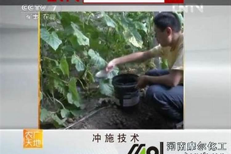 油菜叶面施肥时间及方法花卉百科