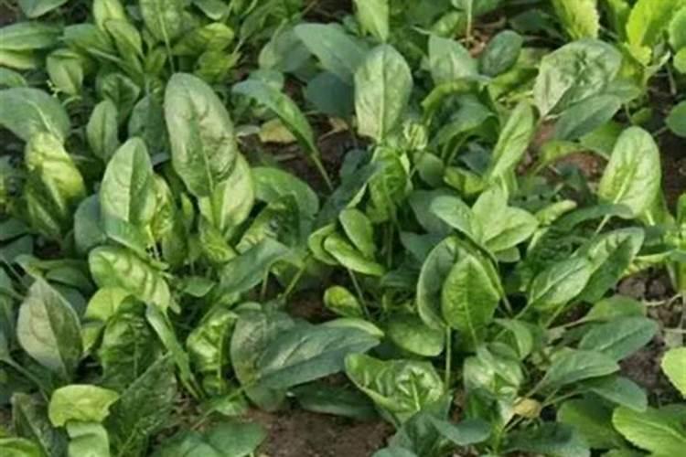夏菠菜怎样施叶面肥