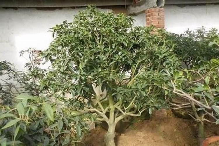 栽油菜用什么肥料最好