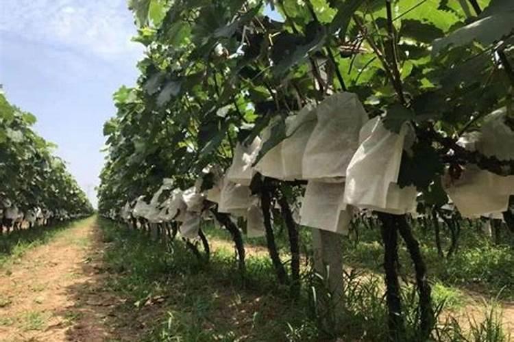 种油菜籽用什么肥料