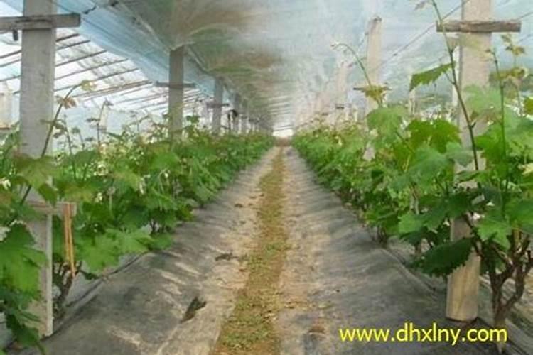 豆角开花了需要追肥吗(豆角在结果期需要上什么化肥)