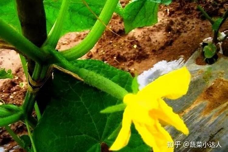 果树缺钙用什么肥料最适合