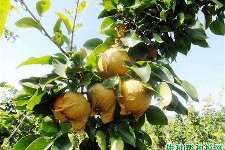 夏季能不能给兰花喂肥