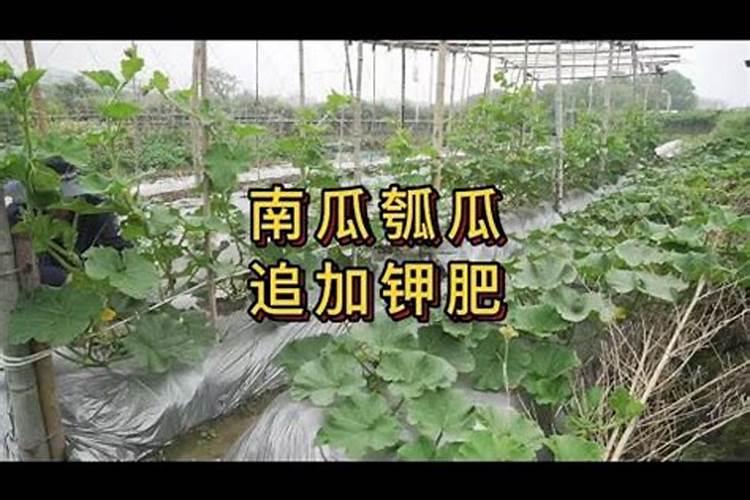 水溶肥的正确使用方法 水溶肥的正确使用方法大全
