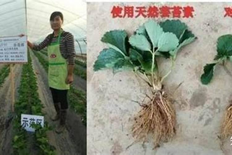 水溶肥的正确使用方法 水溶肥的正确使用方法大全