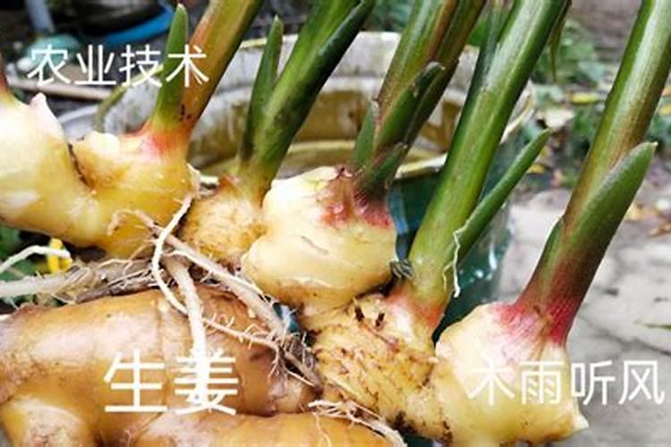 氮肥磷肥钾肥可以同时兑水浇花吗