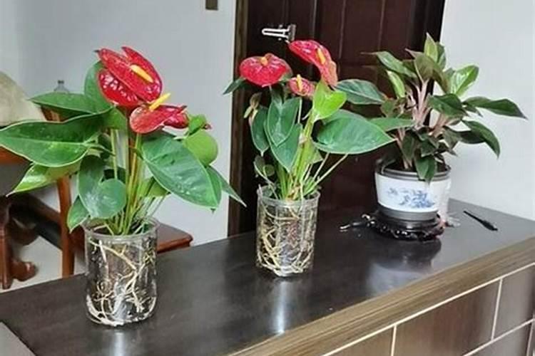 芒果花期喷什么叶面肥最好