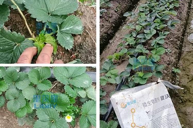 草莓旺长怎么办？用什么水溶肥好？