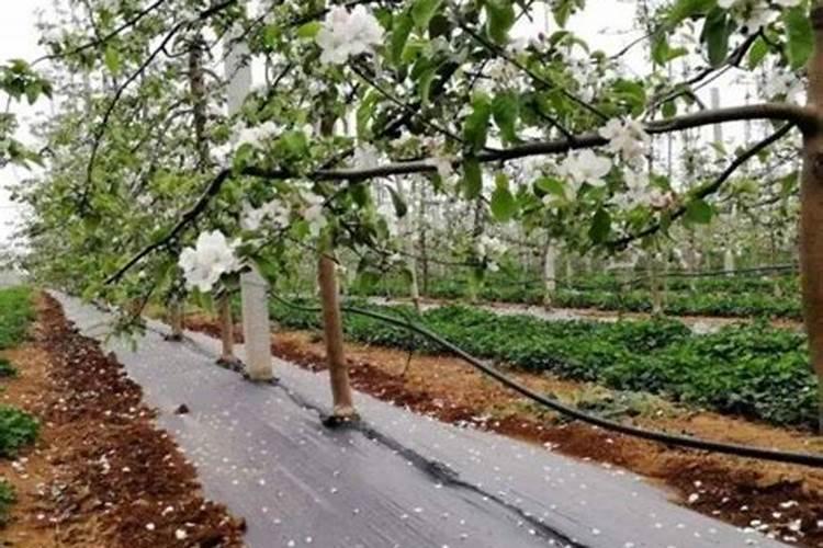 日光温室油桃花果期如何进行肥水管理？