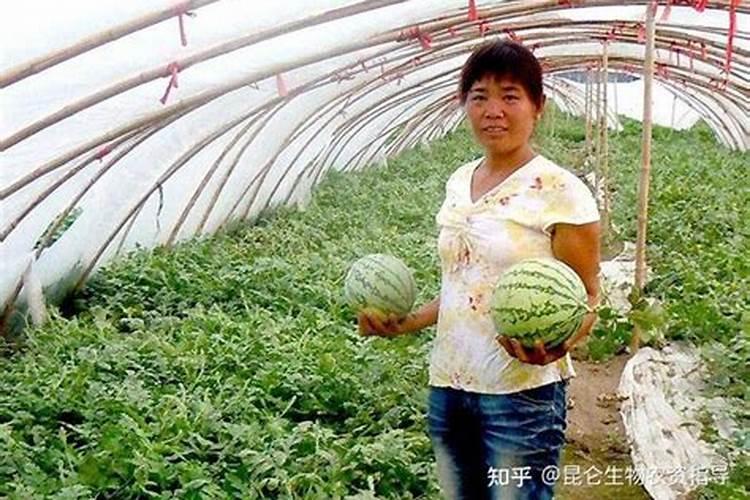 西瓜什么时候打叶面肥