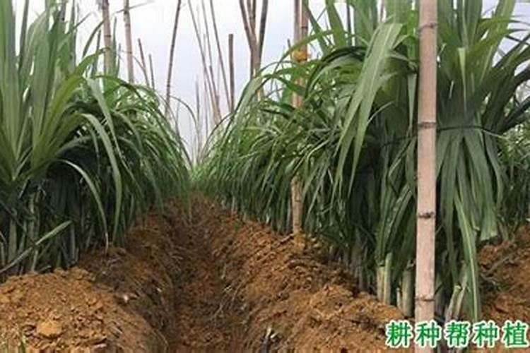 硫酸亚铁能和复合肥一起用吗 大家可以看看