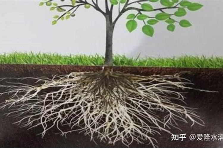 养兰花用什么肥料最好  促进兰花生根发芽的肥料