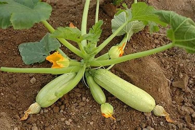 葫芦开花如何施肥