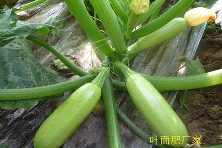 葫芦生长如何施肥