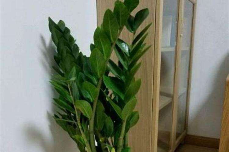 金钱树用什么肥料
