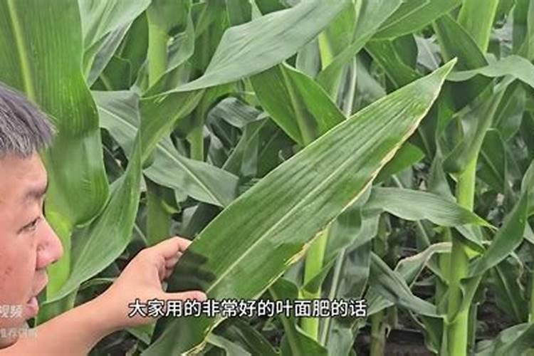。玉米脱肥打液态氮可以吗？