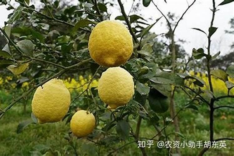 柠檬挂果后需要施什么肥